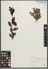 Foto von Salix myrsinites L. x Salix nigricans Sm.